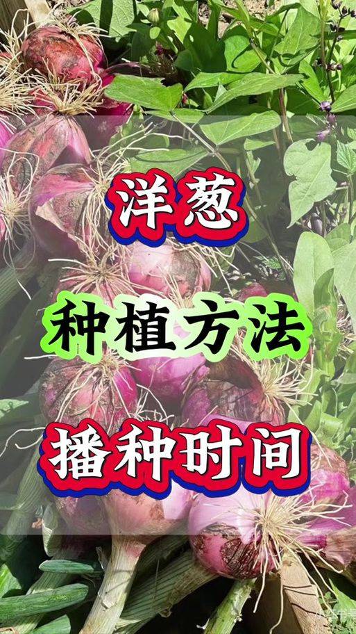 幼儿园洋葱的种植方法