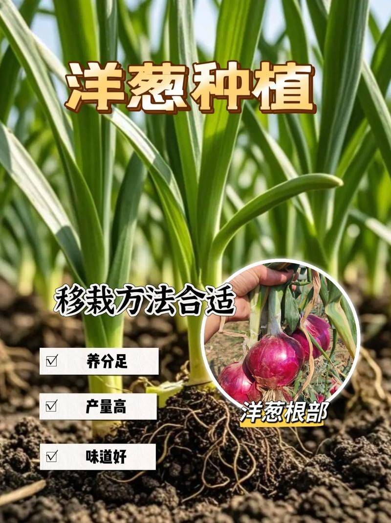 幼儿园洋葱的种植方法