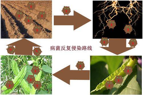 Plantation techniques for quadrants