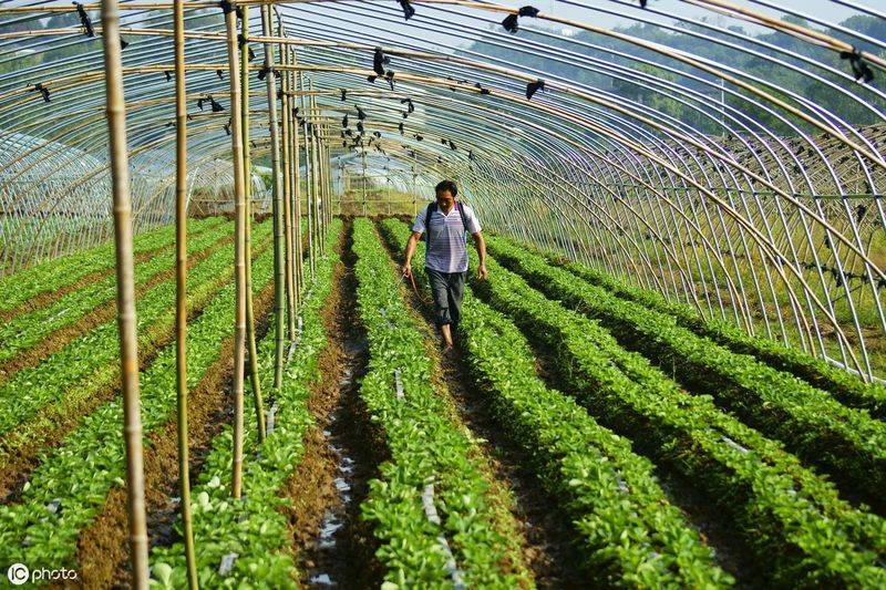 Plantation techniques for quadrants