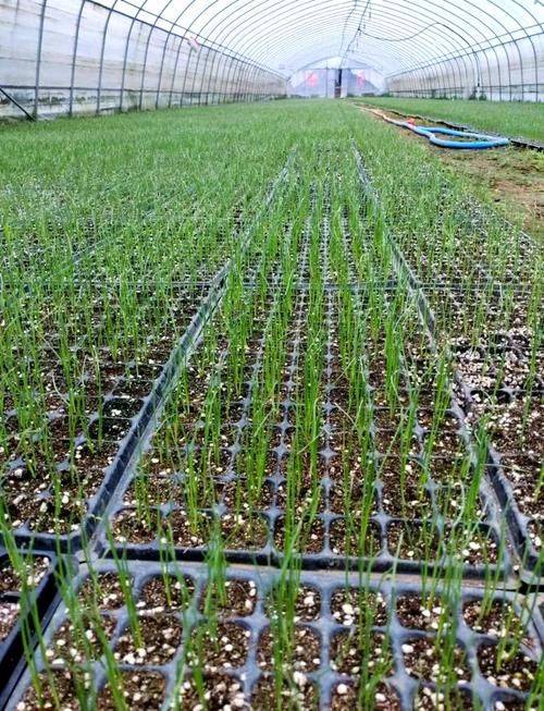 幼儿园洋葱的种植方法
