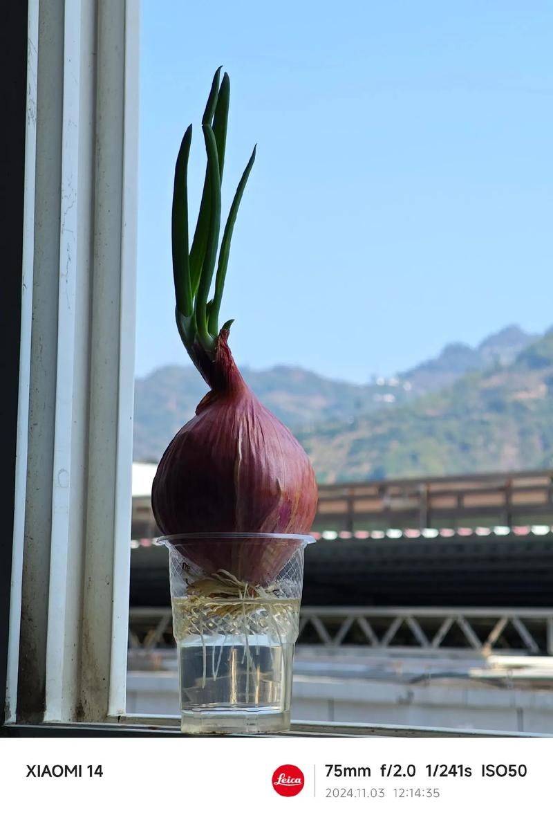 幼儿园洋葱的种植方法