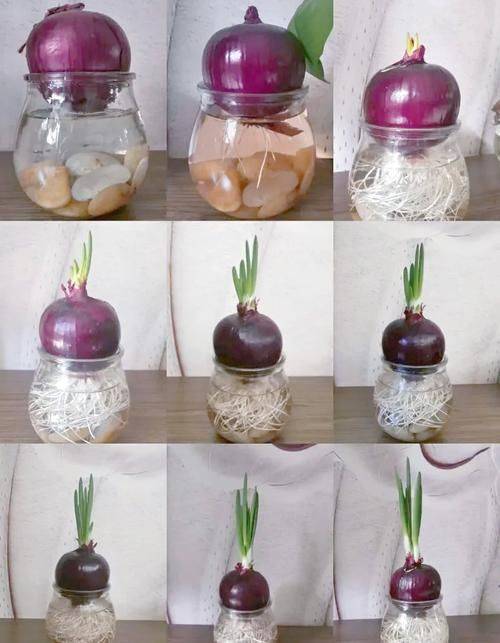 幼儿园洋葱的种植方法