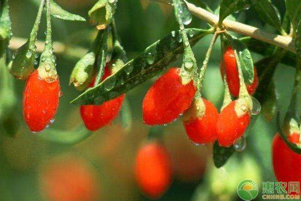 枸杞苗木种植技术