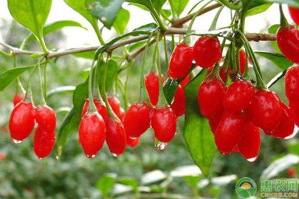 枸杞苗木种植技术