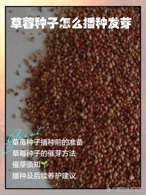 阳台草莓的种植方法