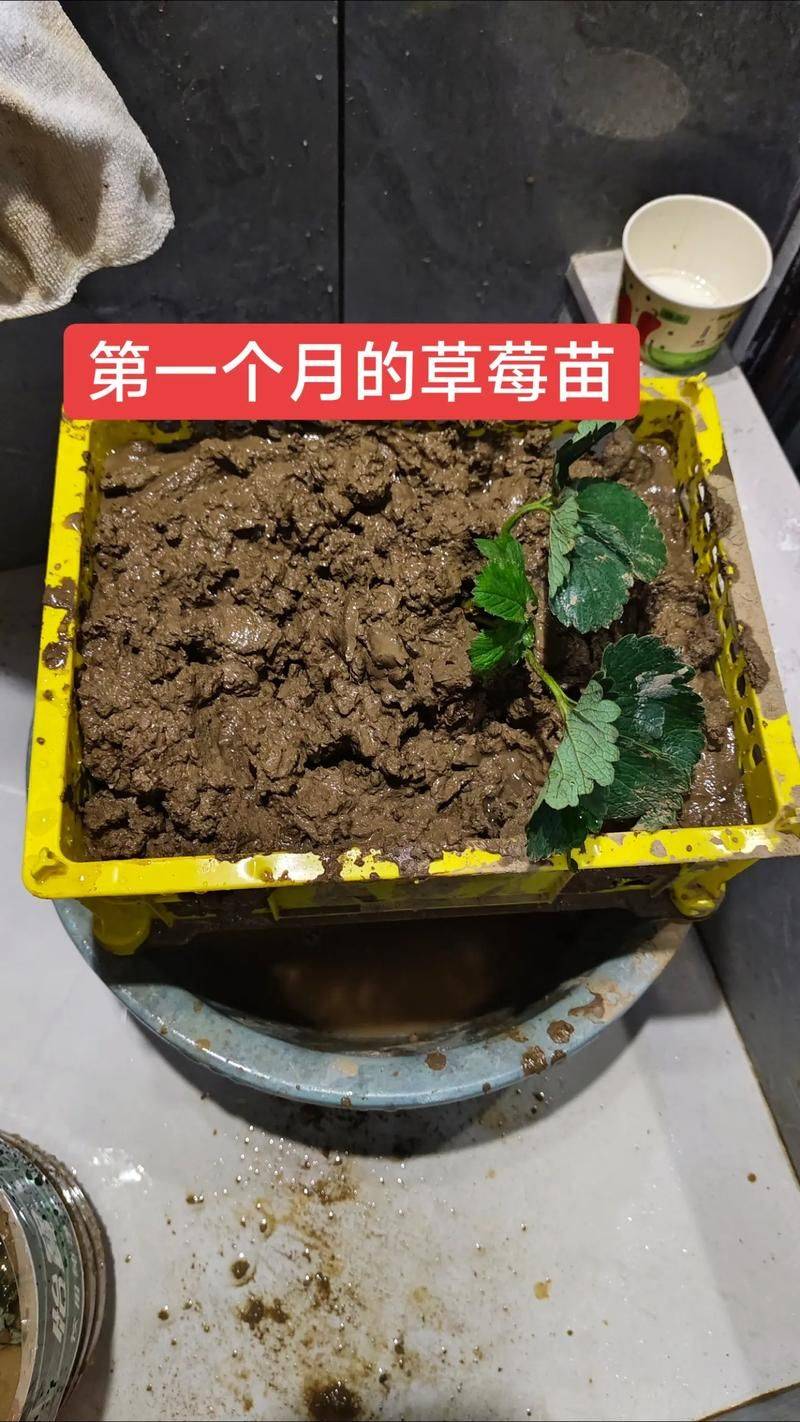 阳台草莓的种植方法