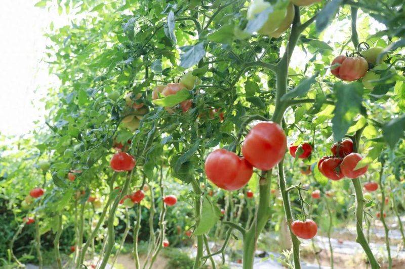 Technology for fifth-colour tomato cultivation