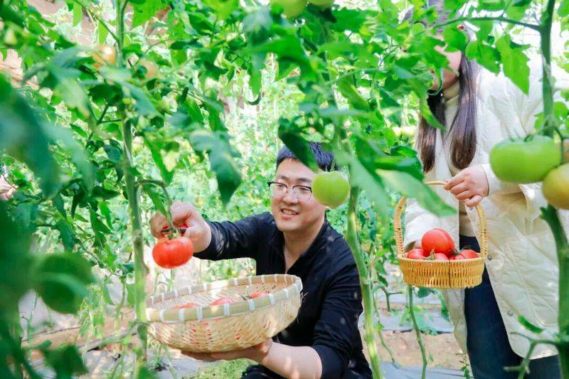 Technology for fifth-colour tomato cultivation