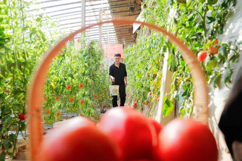 Technology for fifth-colour tomato cultivation