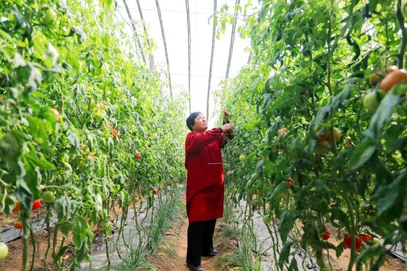 Technology for fifth-colour tomato cultivation