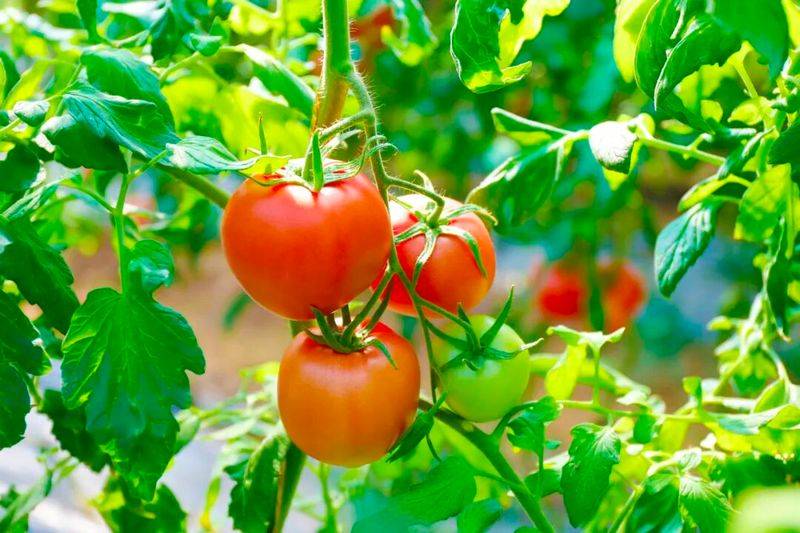 Technology for fifth-colour tomato cultivation