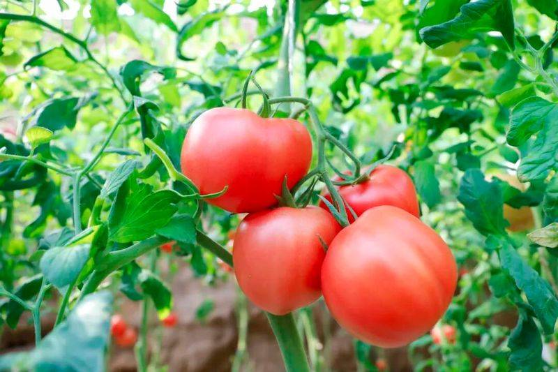 Technology for fifth-colour tomato cultivation
