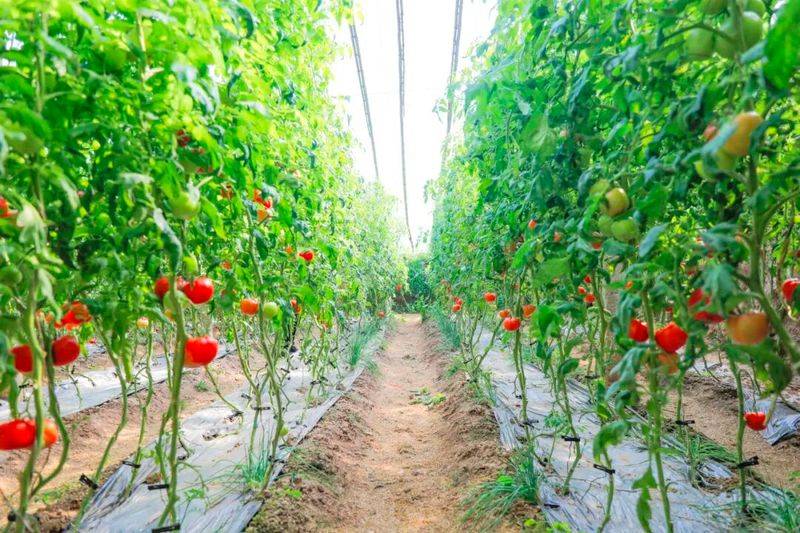 Technology for fifth-colour tomato cultivation