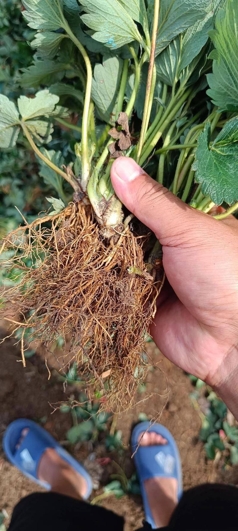 Strawberry planting methods