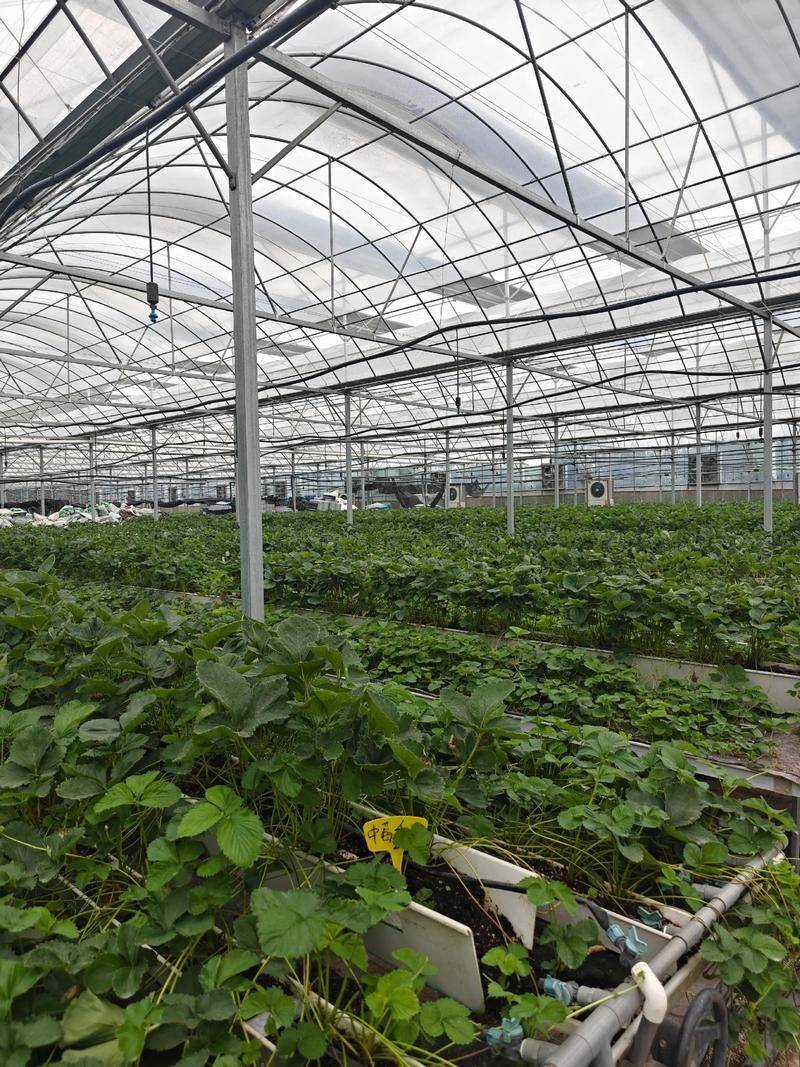 Strawberry planting methods