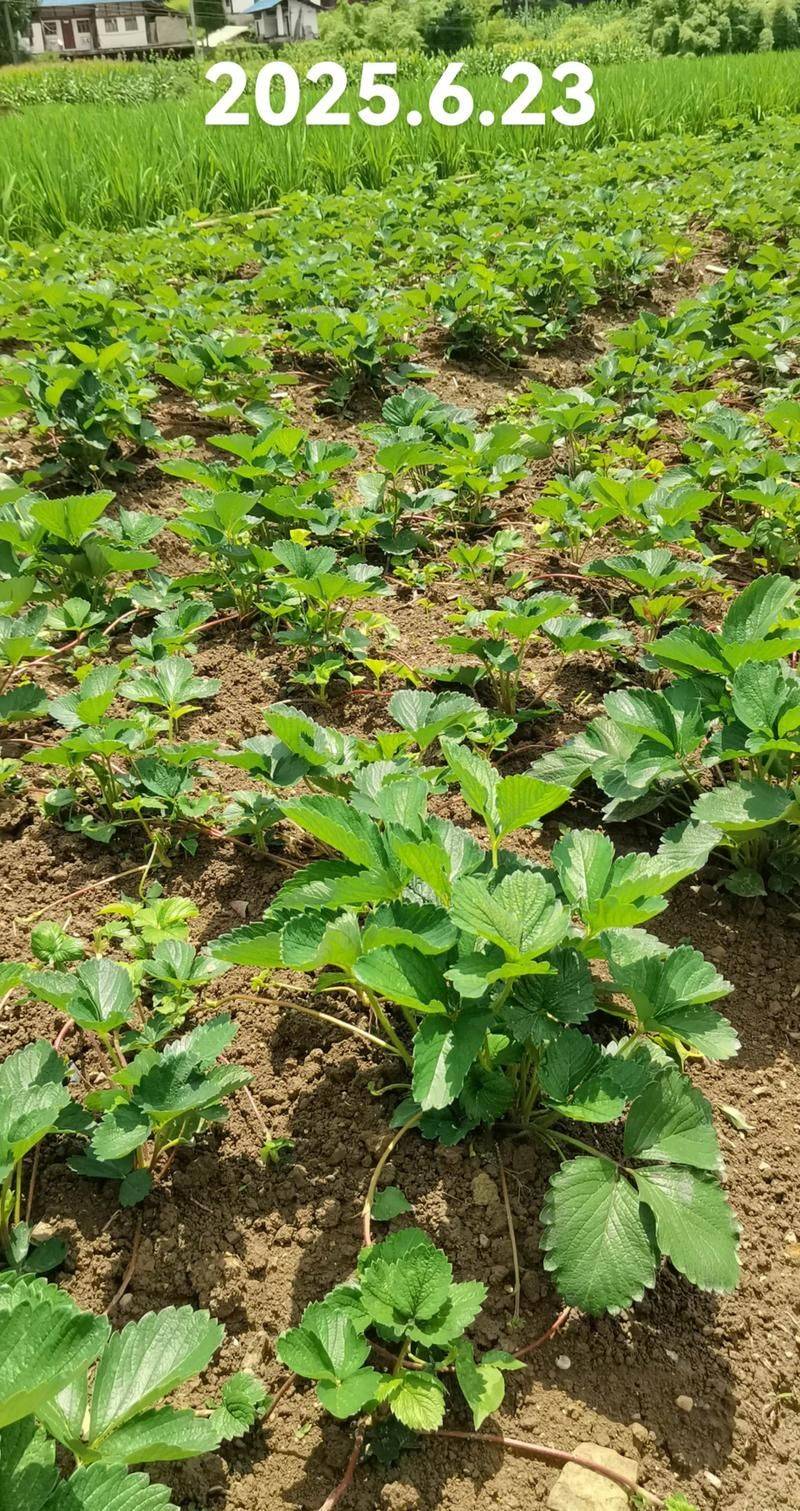 Strawberry planting methods