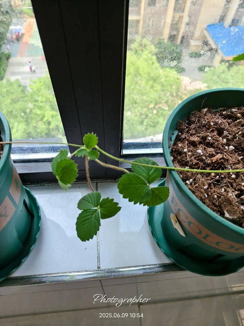 阳台草莓的种植方法
