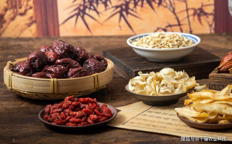 枸杞苗木种植技术