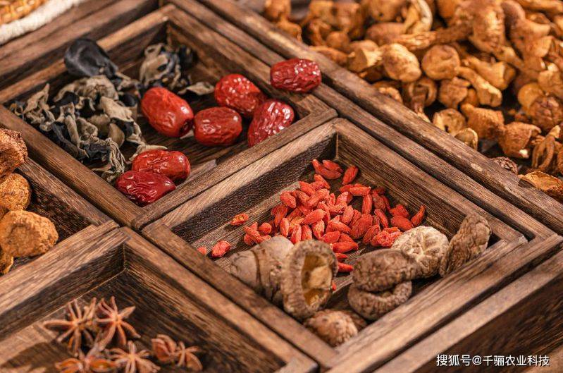 枸杞苗木种植技术