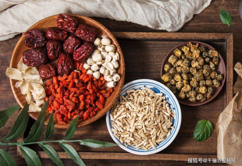 枸杞苗木种植技术