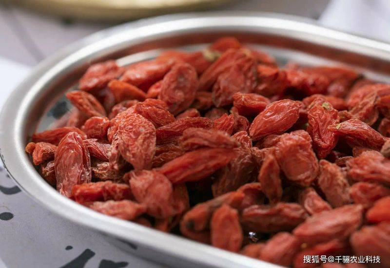 枸杞苗木种植技术