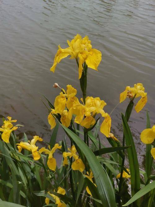 What plants can we plant in wetlands