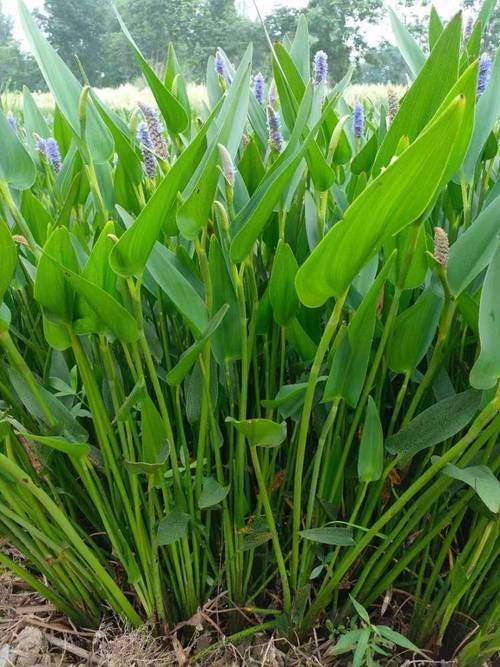What plants can we plant in wetlands