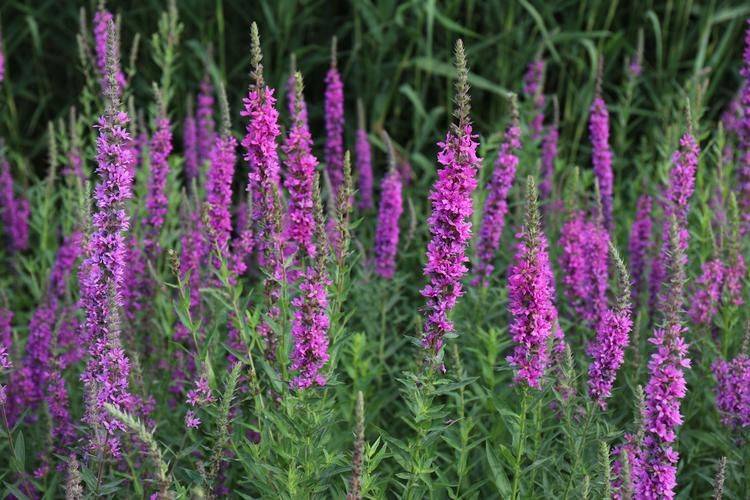 What plants can we plant in wetlands