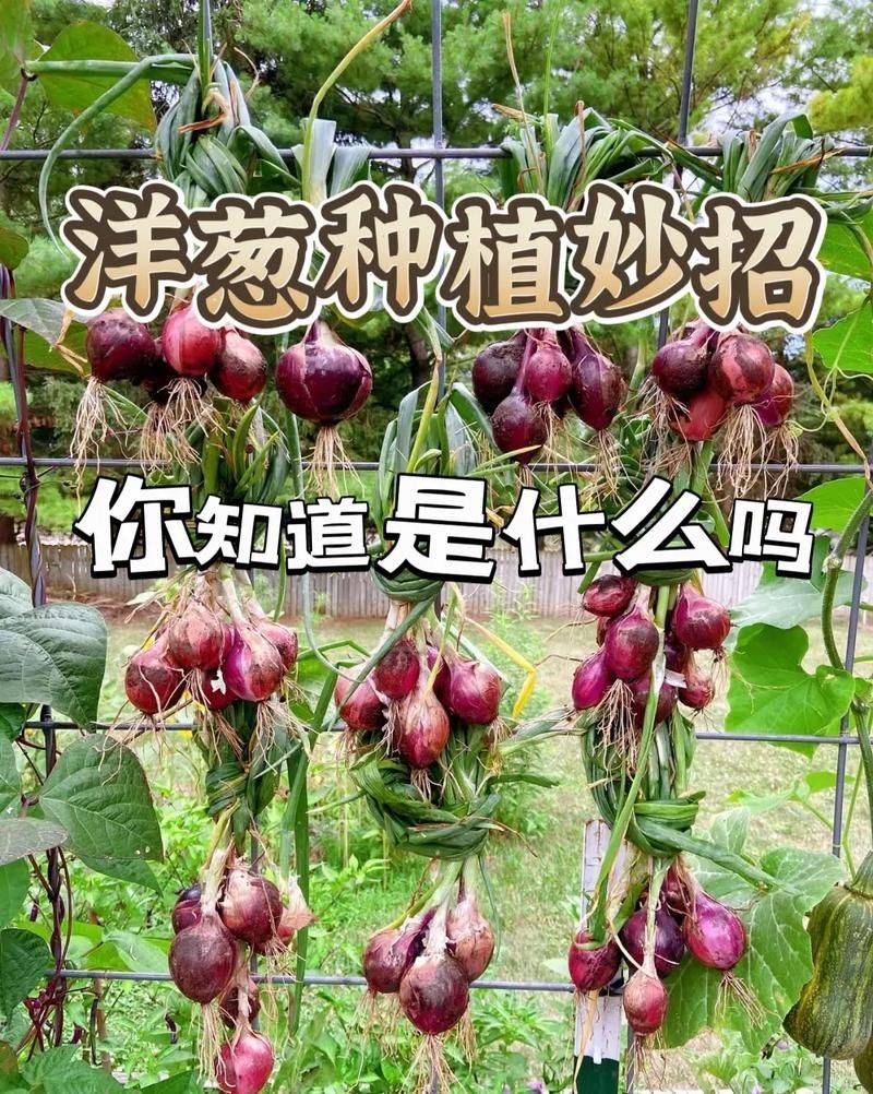 幼儿园洋葱的种植方法