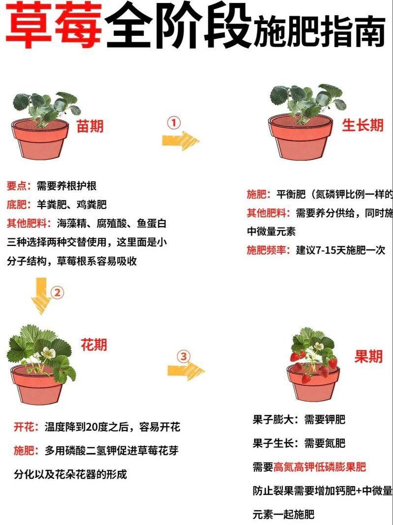 Strawberry cultivation on the balcony