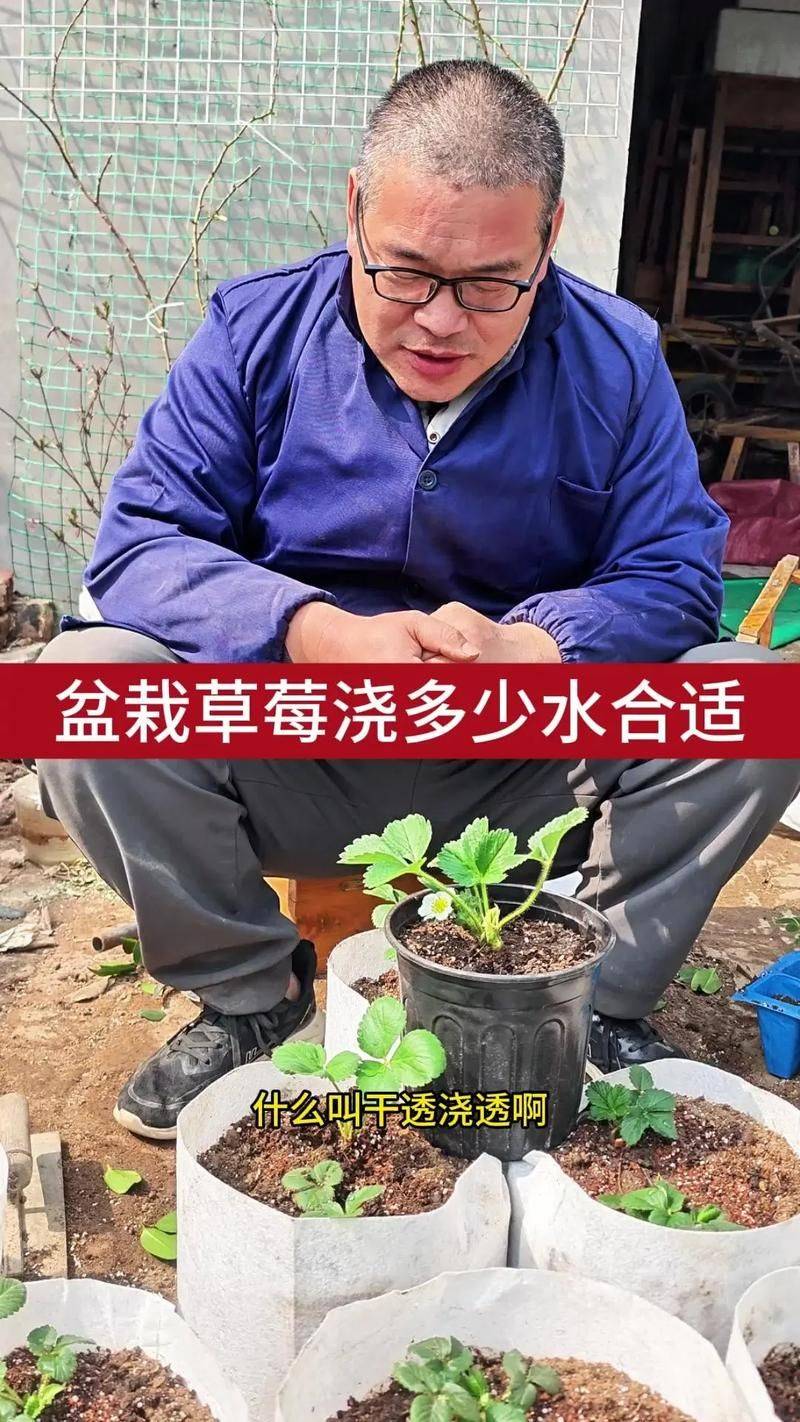 Strawberry cultivation on the balcony
