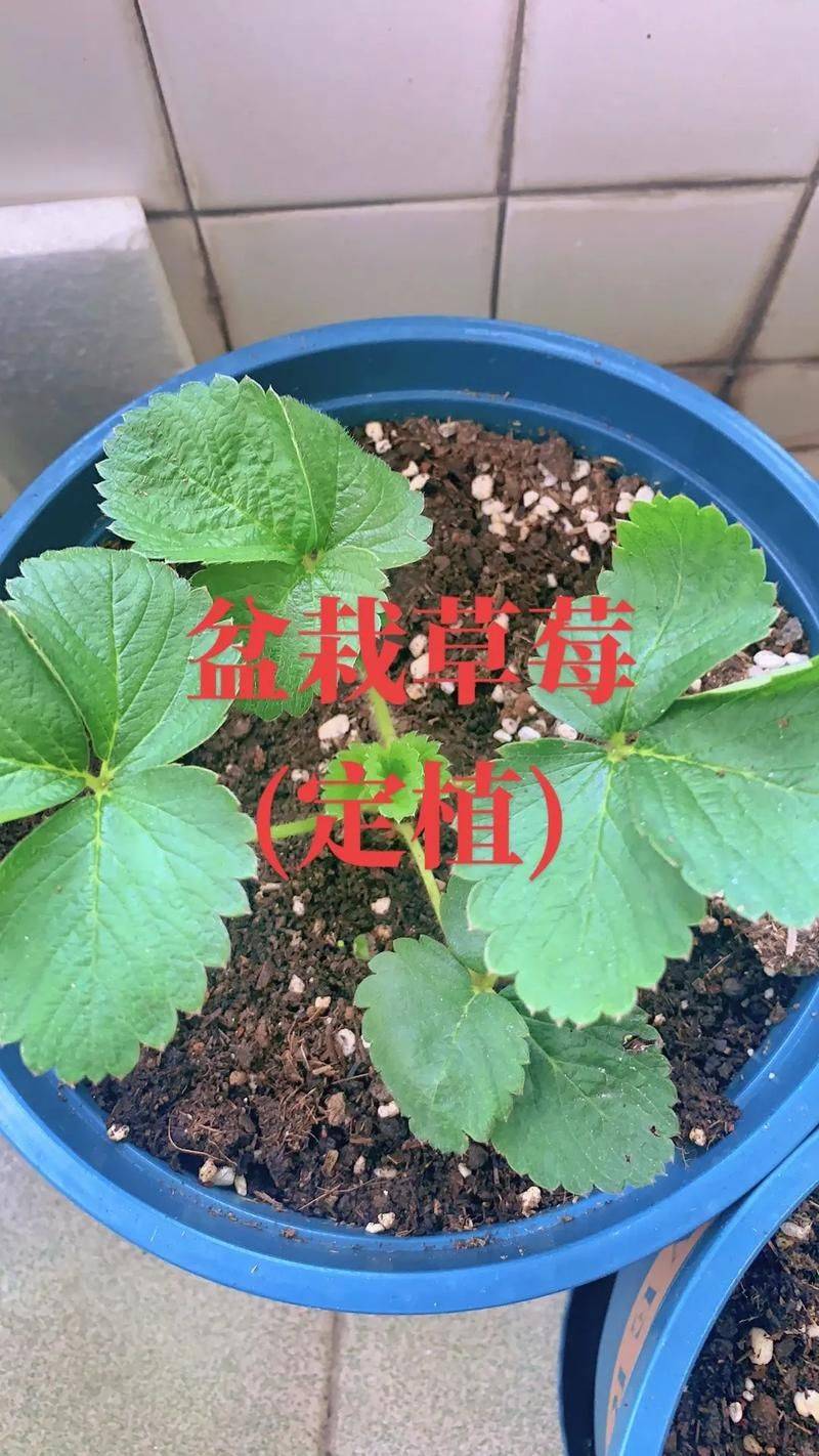 Strawberry cultivation on the balcony