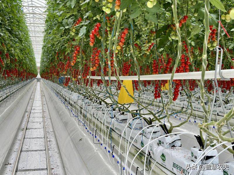 Greenhouse watermelon cultivation techniques