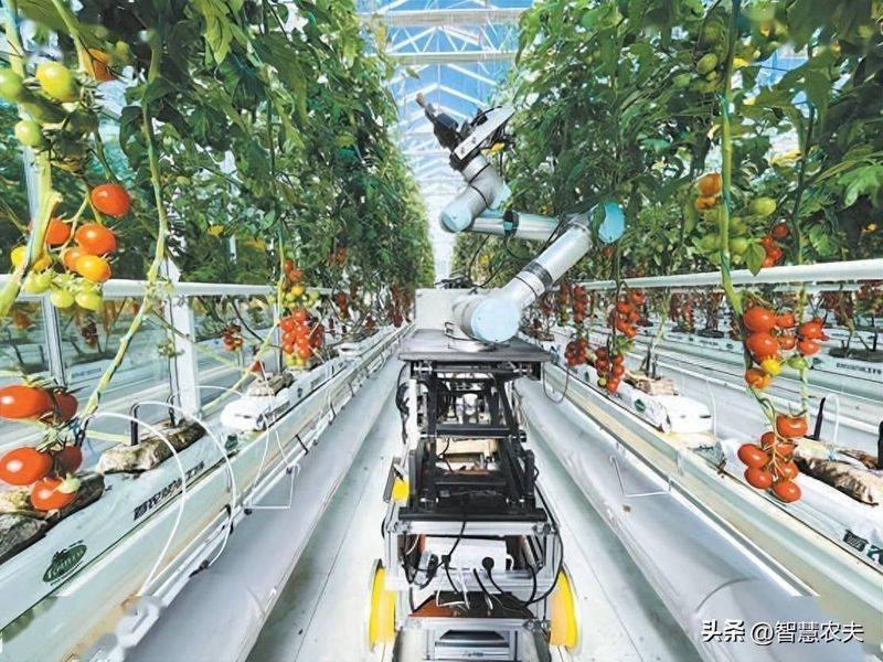 Greenhouse watermelon cultivation techniques