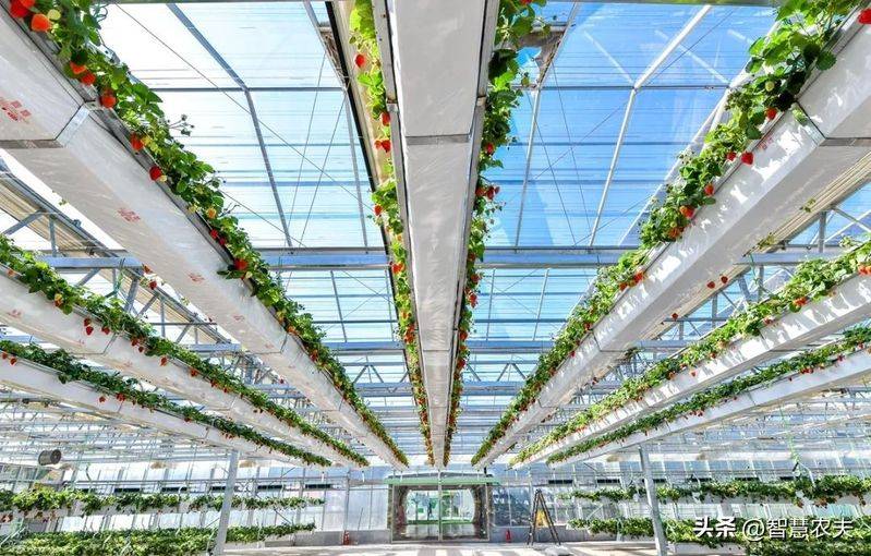 Greenhouse watermelon cultivation techniques