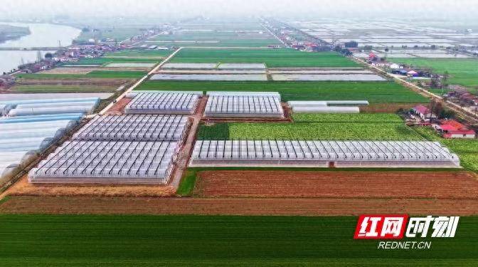 Greenhouse watermelon cultivation techniques