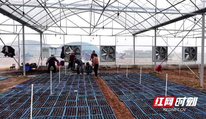 Greenhouse watermelon cultivation techniques