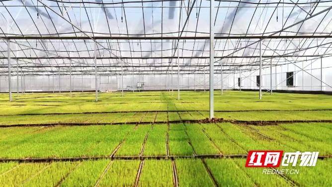 Greenhouse watermelon cultivation techniques
