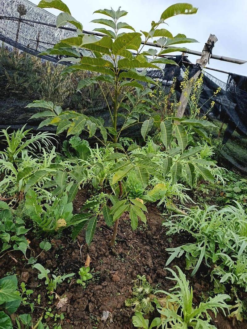 Queen's sanhua li planting technique