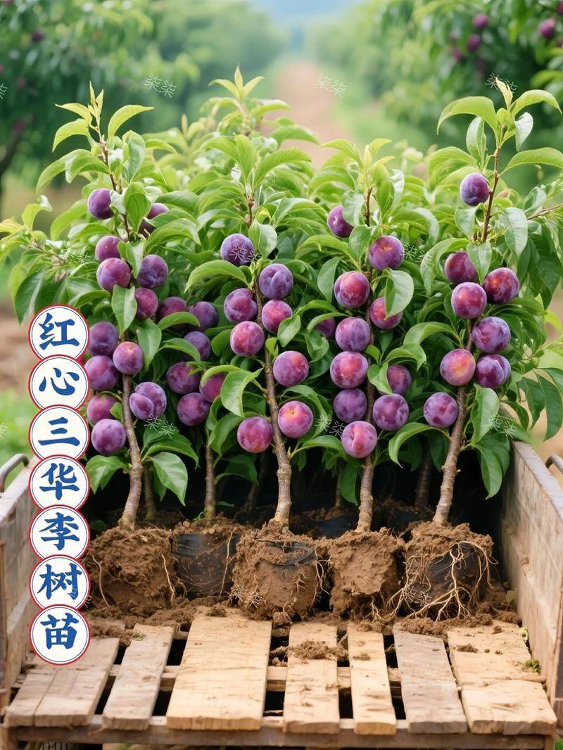 Queen's sanhua li planting technique