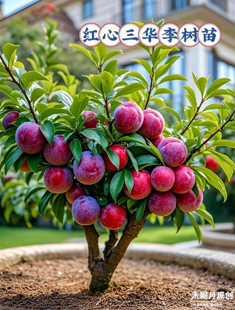 Queen's sanhua li planting technique