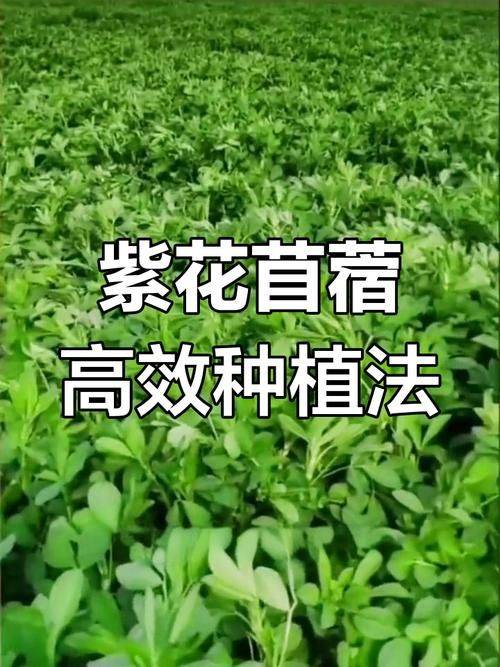 Straw cultivation methods