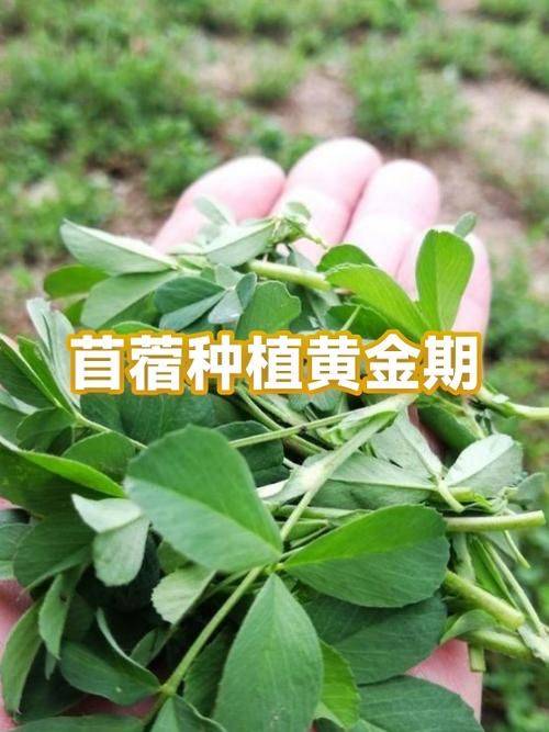 Straw cultivation methods