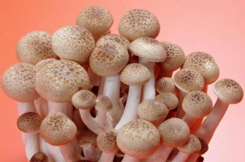 Video of mushroom cultivation