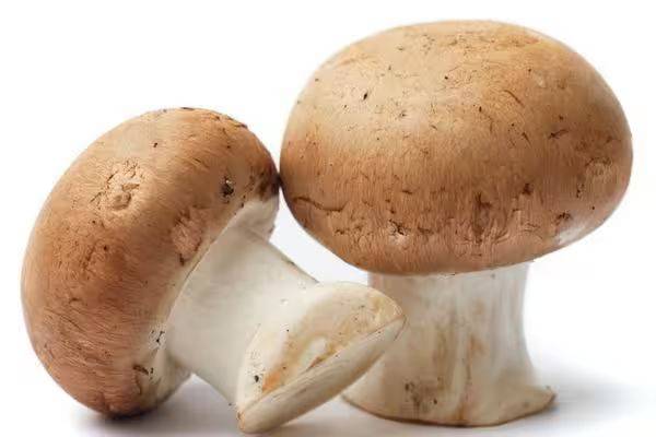 Video of mushroom cultivation