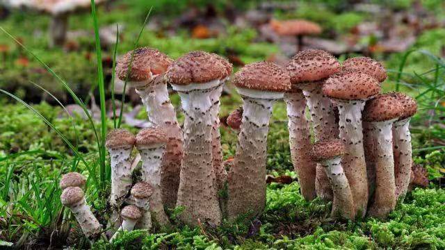 Video of mushroom cultivation