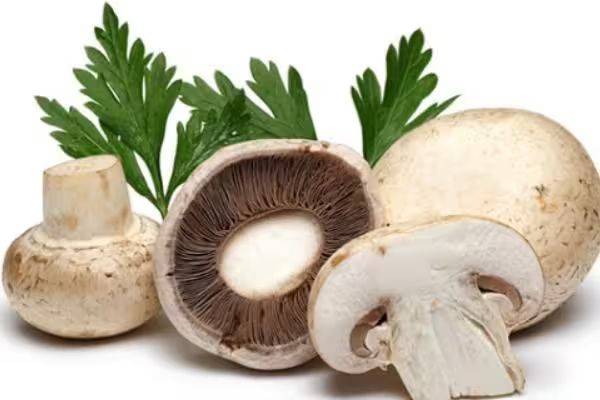 Video of mushroom cultivation