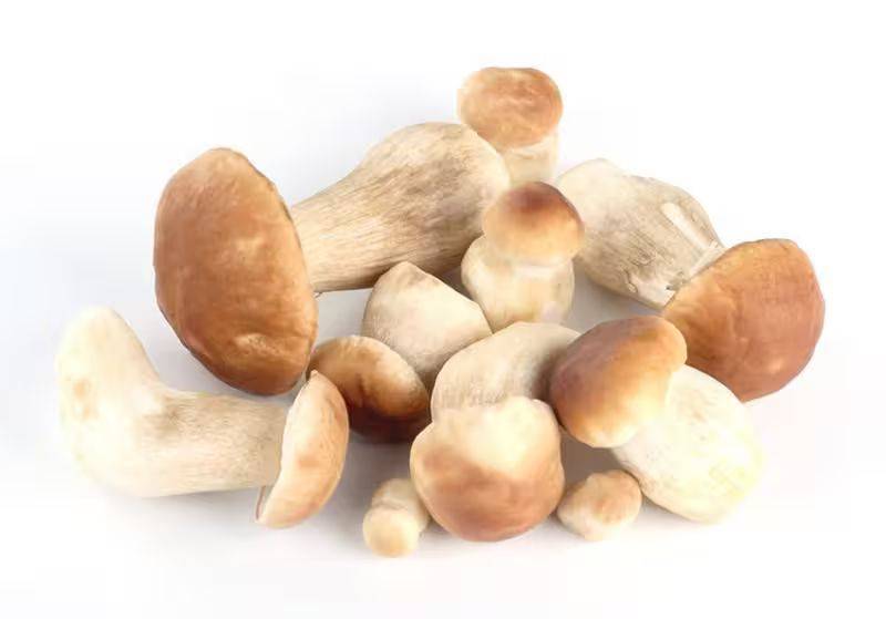 Video of mushroom cultivation