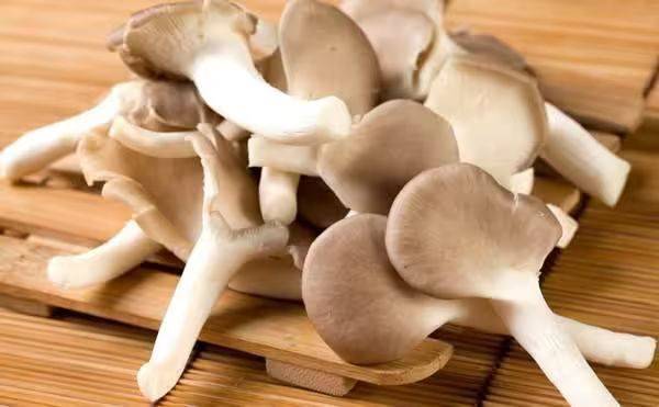 Video of mushroom cultivation